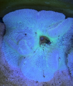 Teppichanemone white - fluorescent