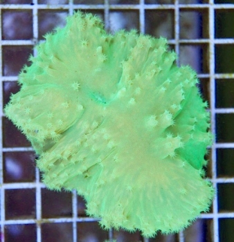 Sinularia dura - neon green