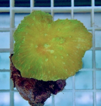 Sinularia dura - Neon green