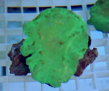 Sinularia dura - neon Green
