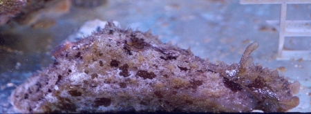 Seehase - Dolabella auricularia