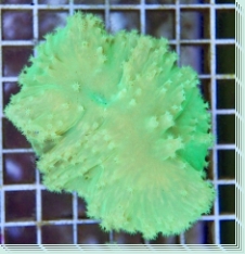 Sinularia dura - neon green