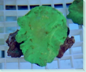 Sinularia dura - neon Green